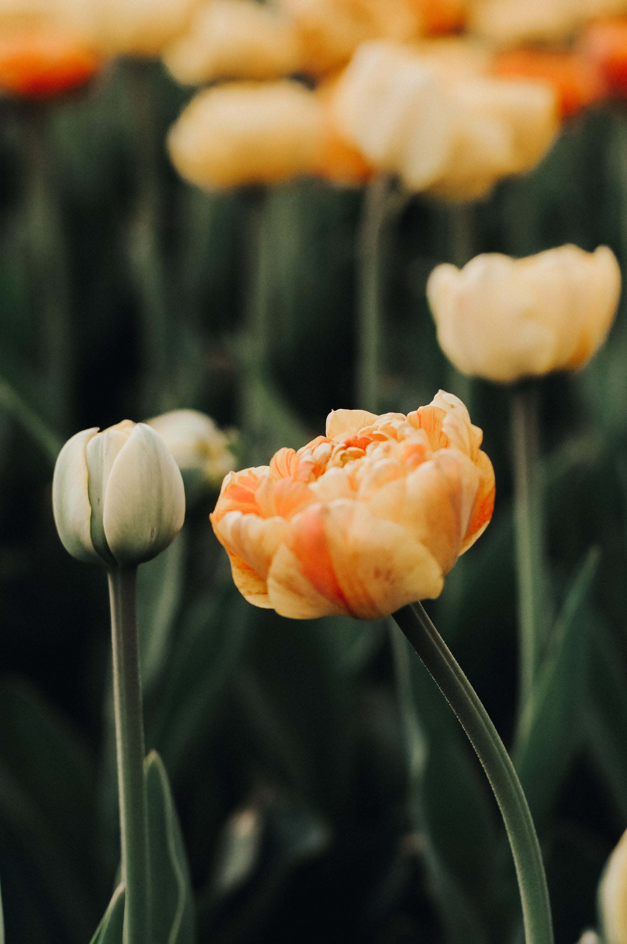 Rouwbloemen bewaren