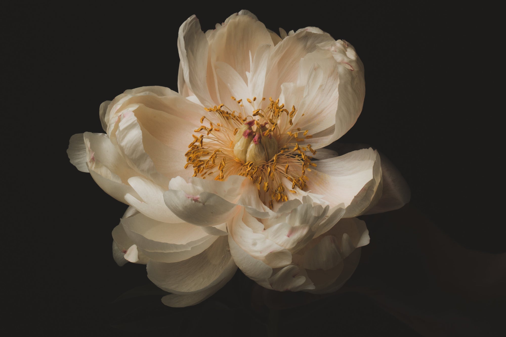 Rouwbloemen bewaren: wanneer bloemen spreken waar woorden tekortschieten