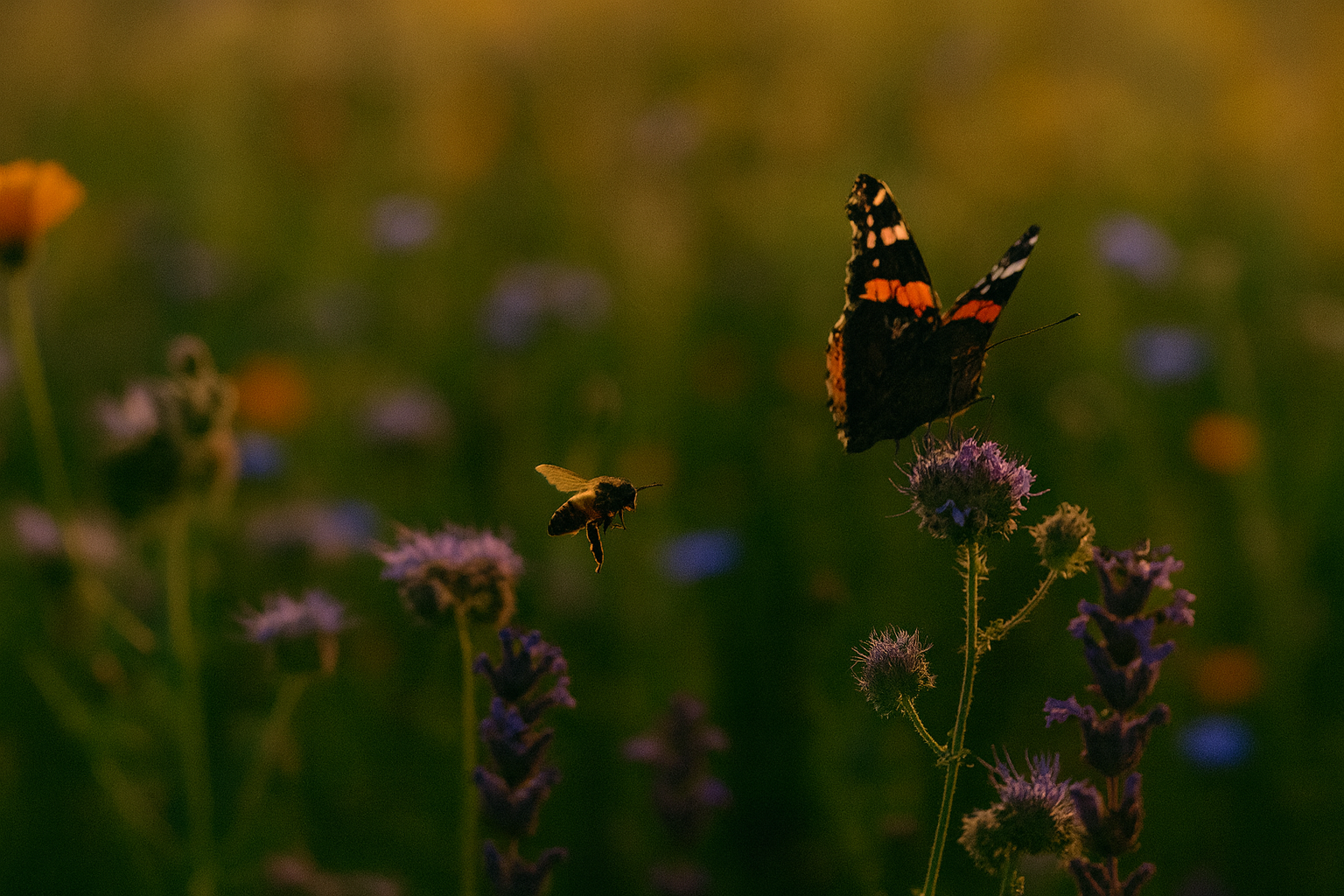 Vlinder en bij vliegen tussen paarse bloemen in de avondzon, symbool voor de terugkeer van tientallen soorten bijen en vlinders in de bloemenstrook van Moonstork.