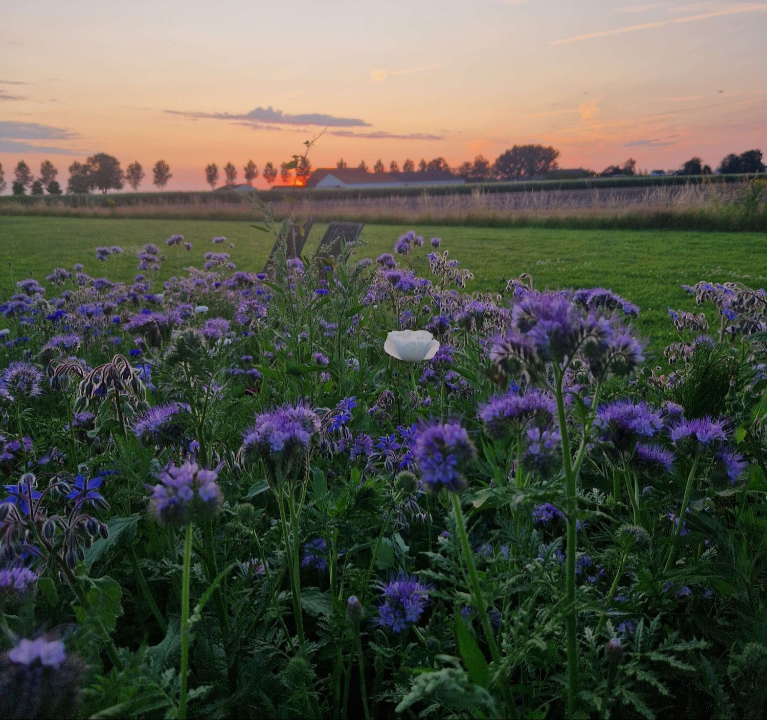 Wilde bloemenstrook vol paarse bloemen bij zonsondergang, met klaprozen en korenbloemen die bijen en vlinders aantrekken in de tuin van Moonstork.