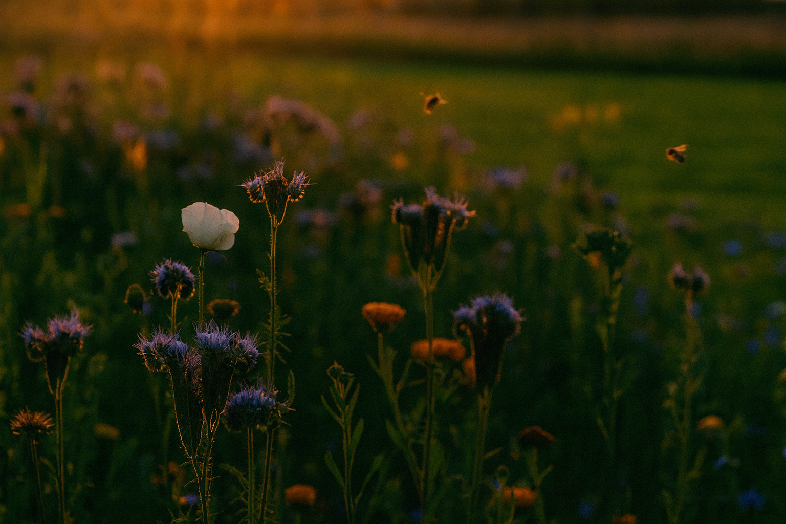 Wilde bloemenstrook bij het atelier van Moonstork in warm avondlicht, vol kleurrijke bloemen die bijen en vlinders aantrekken.
